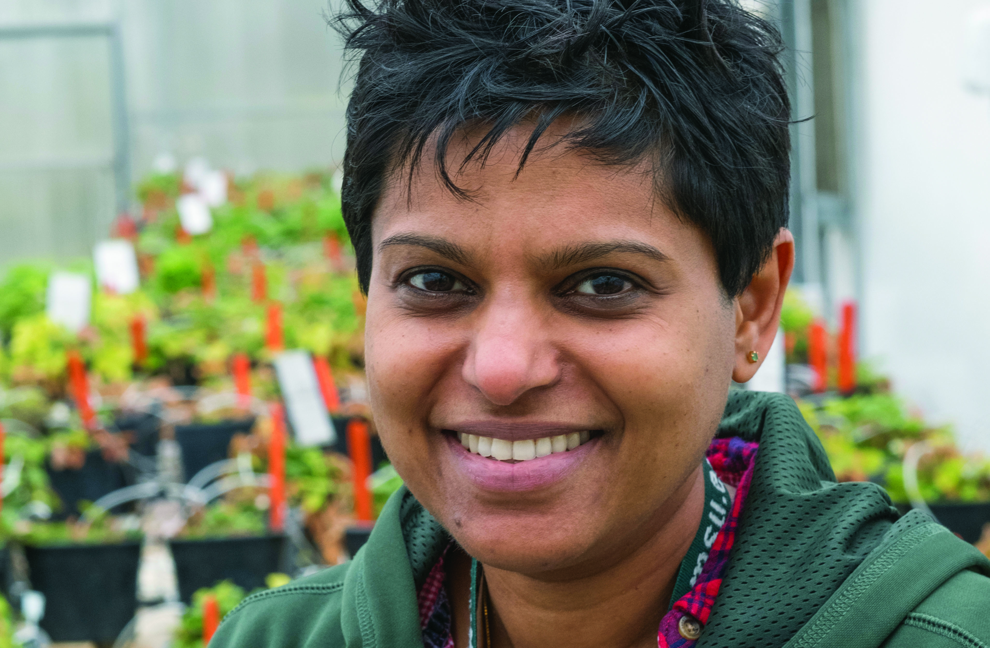 MSU assistant professor and plant breeder Cholani Weebadde.